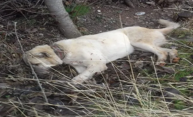 KANGAL KÖPEĞİ SEBEPSİZ YERE VURDU
