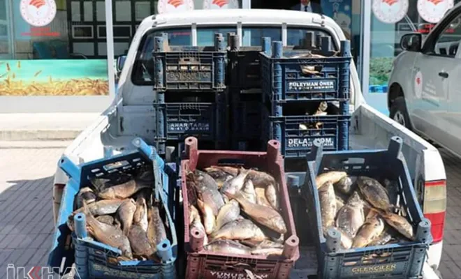 Elazığ'da kaçak avlanan bir ton sazan ele geçirildi