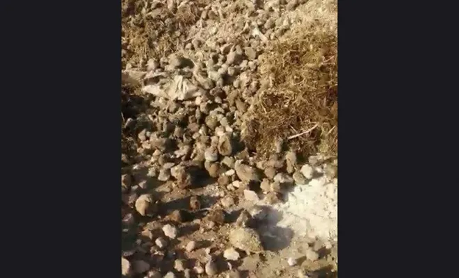 Elâzığ'da çürümeye terkedilen binlerce ton şekerpancarı imha edildi