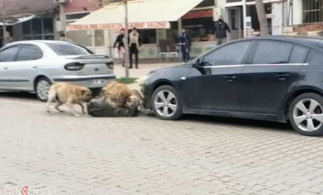 Palu` da Sokak köpekleri çarşı ortasında öğrencilere saldırdı 
