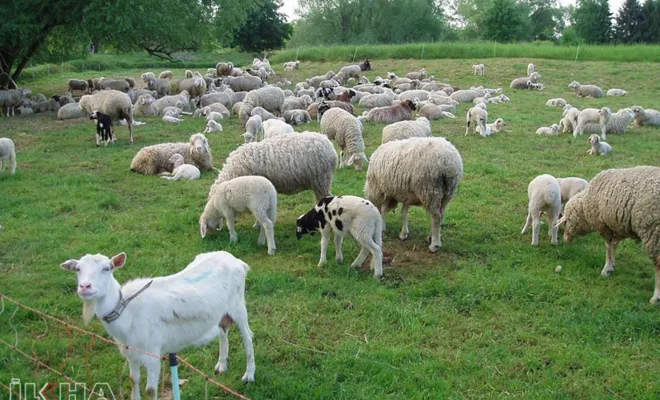 Koyun-keçi yetiştiricilerine 753 milyon desek verilecek 