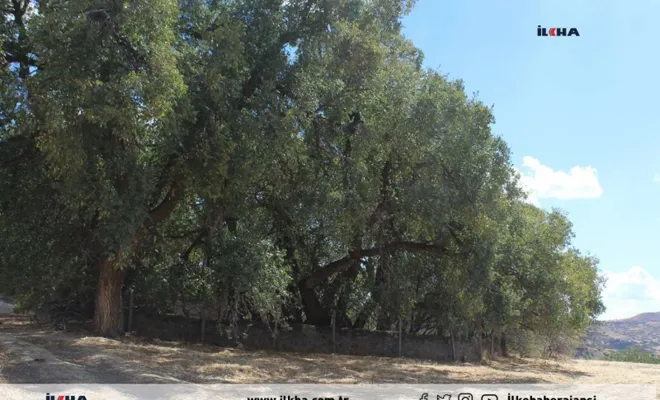 Kovancılar`a bağlı Köy sakinleri Asırlık Karaağaçların kayıt altına alınmasını istiyor 