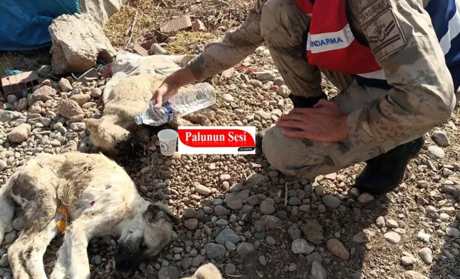 Palu`da Çöp Konteynerinde Ölüme Terkedilen Yavru Köpeklere Jandarma Şefkati