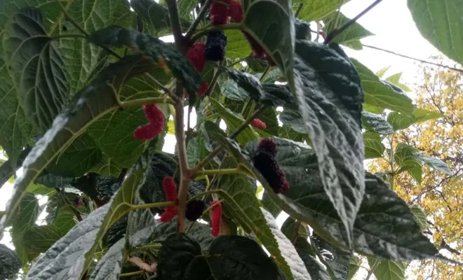 Palu`da Kasım ayında kara dut ağacı meyve verdi 