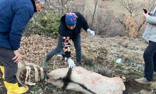 Köpeklerin saldırısına uğrayan yaban keçisi tedavi edilerek doğaya bırakıldı 