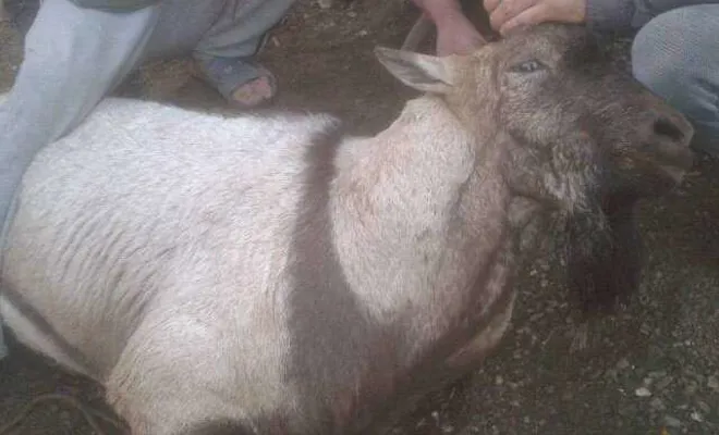 Arıcak`ta yakalanan dağ keçisi yetkililere teslim edildi