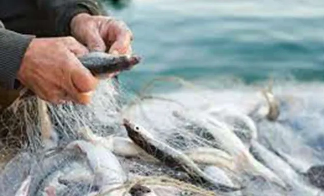 Su ürünlerinde 3 aylık av yasağı yarın başlıyor 