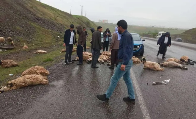 Hafif ticari araç koyun sürüsüne çarptı: 22 koyun telef oldu 