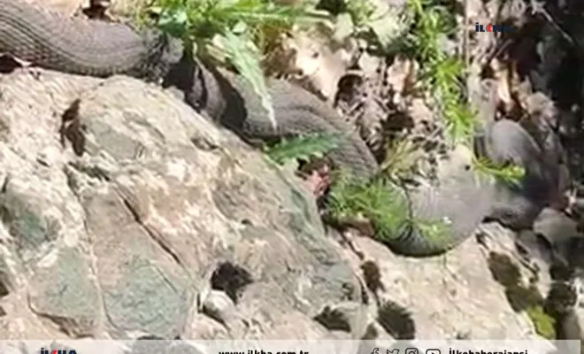 Elazığ'da 3 metre uzunluğunda yılan görüldü 