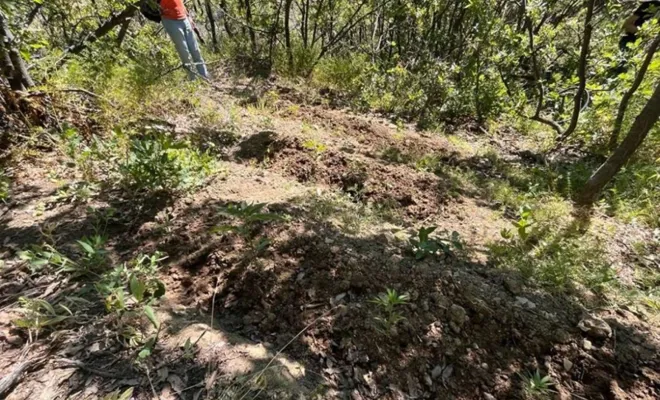 Elazığ’da 513 kök keneviri bitkisi ele geçirildi