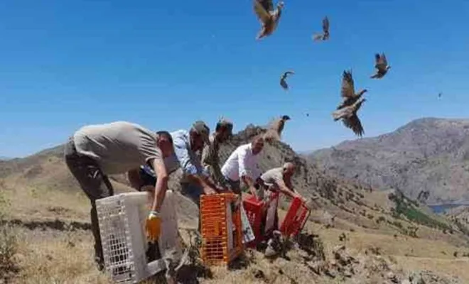 Kovancılar`da Yüzlerce Kınalı Keklik doğaya bırakıldı 