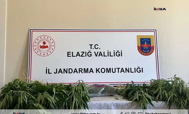 Elazığ'da 90 kök hint keneviri ele geçirildi 