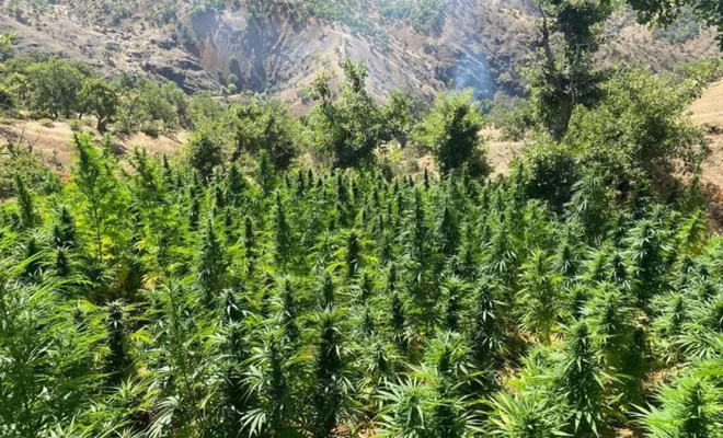 Bingöl'de 3,3 milyon kök kenevir ele geçirildi 