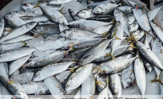 Bu gece itibariyle balık avı sezonu başlıyor 