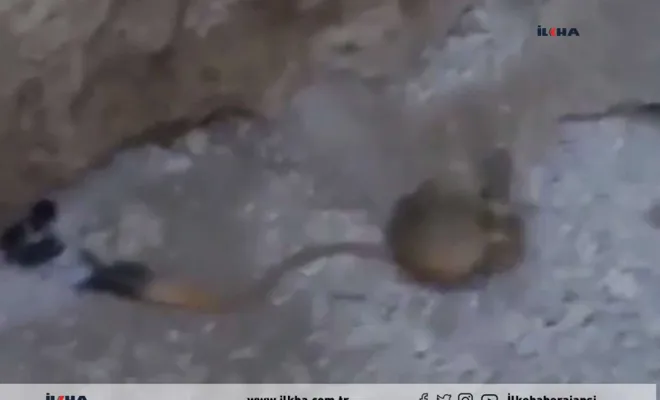 Elâzığ'da türü tehlikede olan Arap Tavşanı görüldü 