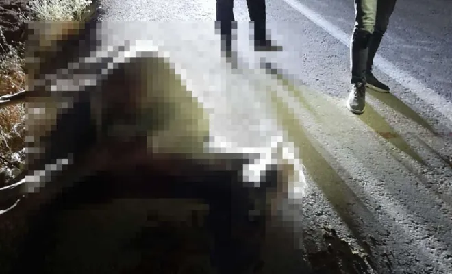 Kovancılar`da Otomobilin çarptığı at telef oldu 