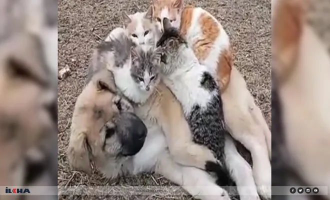 Kovancılar`da Kediler ve köpek yavrusunun dostluğu görenleri şaşırttı 