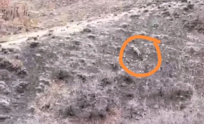 Kovancılar'da sırtlan görüldü 