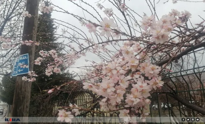 Palu`da ağaçlar çiçek açtı