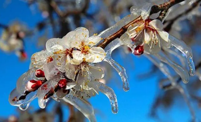 Dikkat! Zirai don için meteoroloji uyardı