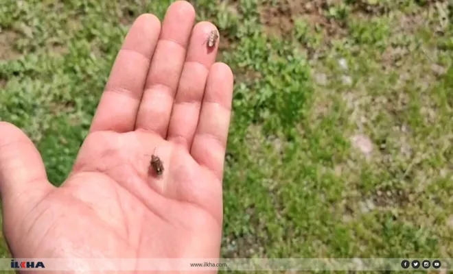 Kovancılar Ovasında kımıl böceği istilası çiftçileri endişelendiriyor 