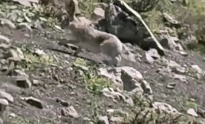 Palu`da dağ tavşanları telefon kamerasına yansıdı