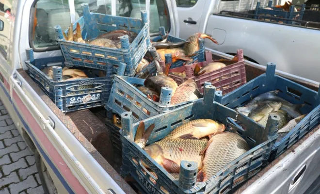 Elazığ'da kaçak avlanan 2,5 ton sazan ele geçirildi 