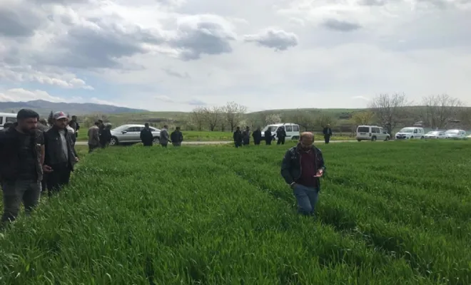 Kovancılar Ovasında süne ve kımıl incelemesi yapıldı