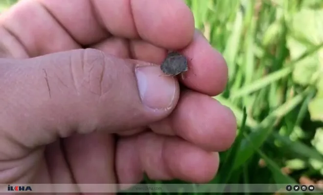 Kovancılar Ovasında kımıl istilası ekinlere zarar vermeye başladı