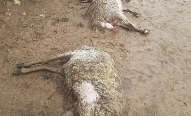 Sele Kapılan 200 Küçükbaş Hayvan Telef Oldu