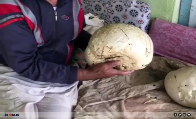 Elazığ'da 3 buçuk kilogram ağırlığında mantar bulundu 