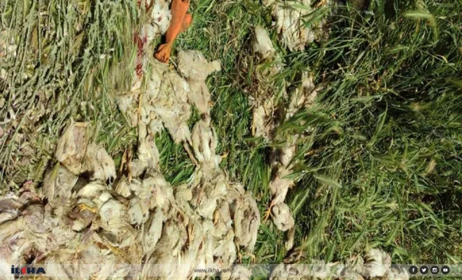 Kovancılar`da sokak köpekleri, tavuk çiftliğindeki bin 300 civcivi telef etti 