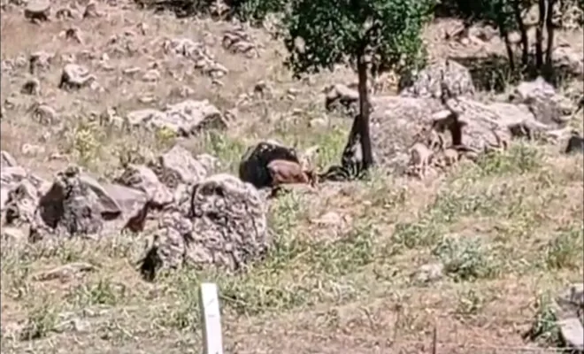 Karakoçan'da dağ keçileri sürü şeklinde görüntülendi