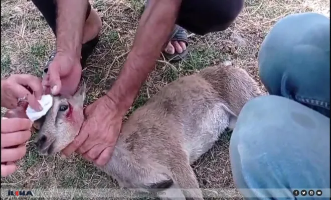 Köpek saldırısına uğrayan yavru dağkeçisine köylüler sahip çıktı 