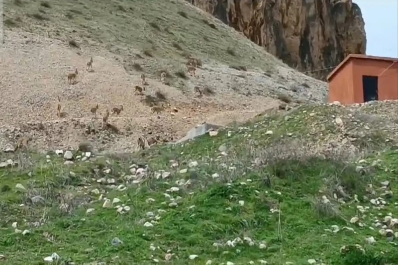 Tarihi Palu Kalesinde dağ keçileri sürü şeklinde görüntülendi