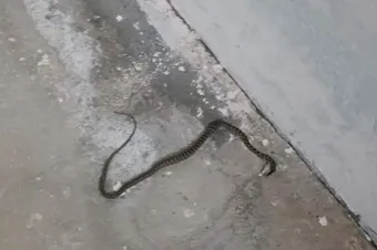 Ehliyet yenilemede süre uzatıldı